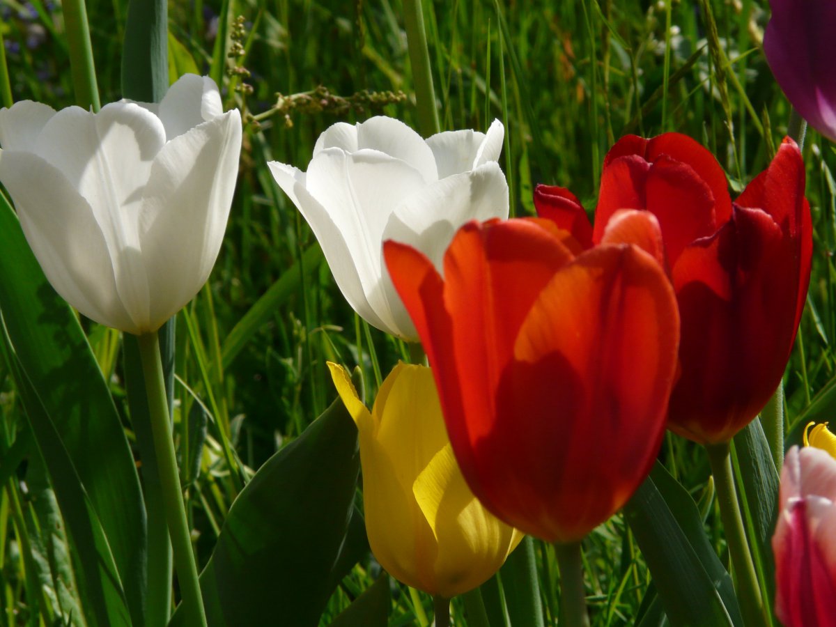 Beautiful pictures of tulips in various colors