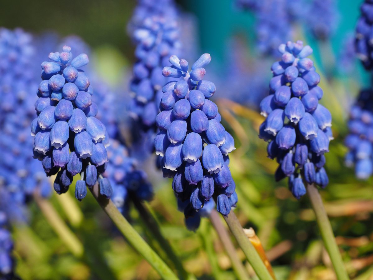 Pictures of richly colored grape hyacinths