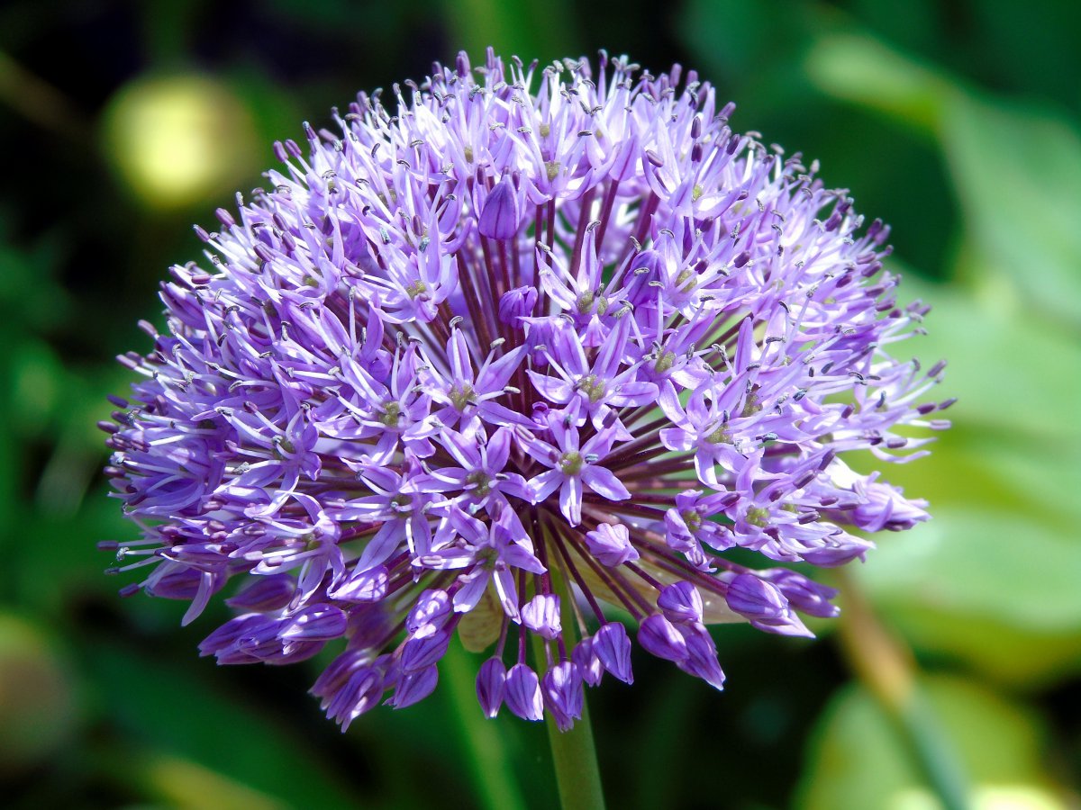Purple onion flower pictures