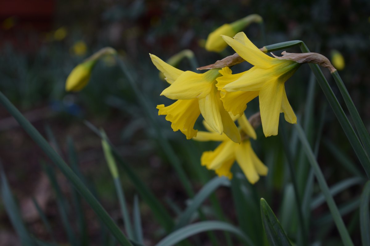 Elegant yellow and white daffodils picture