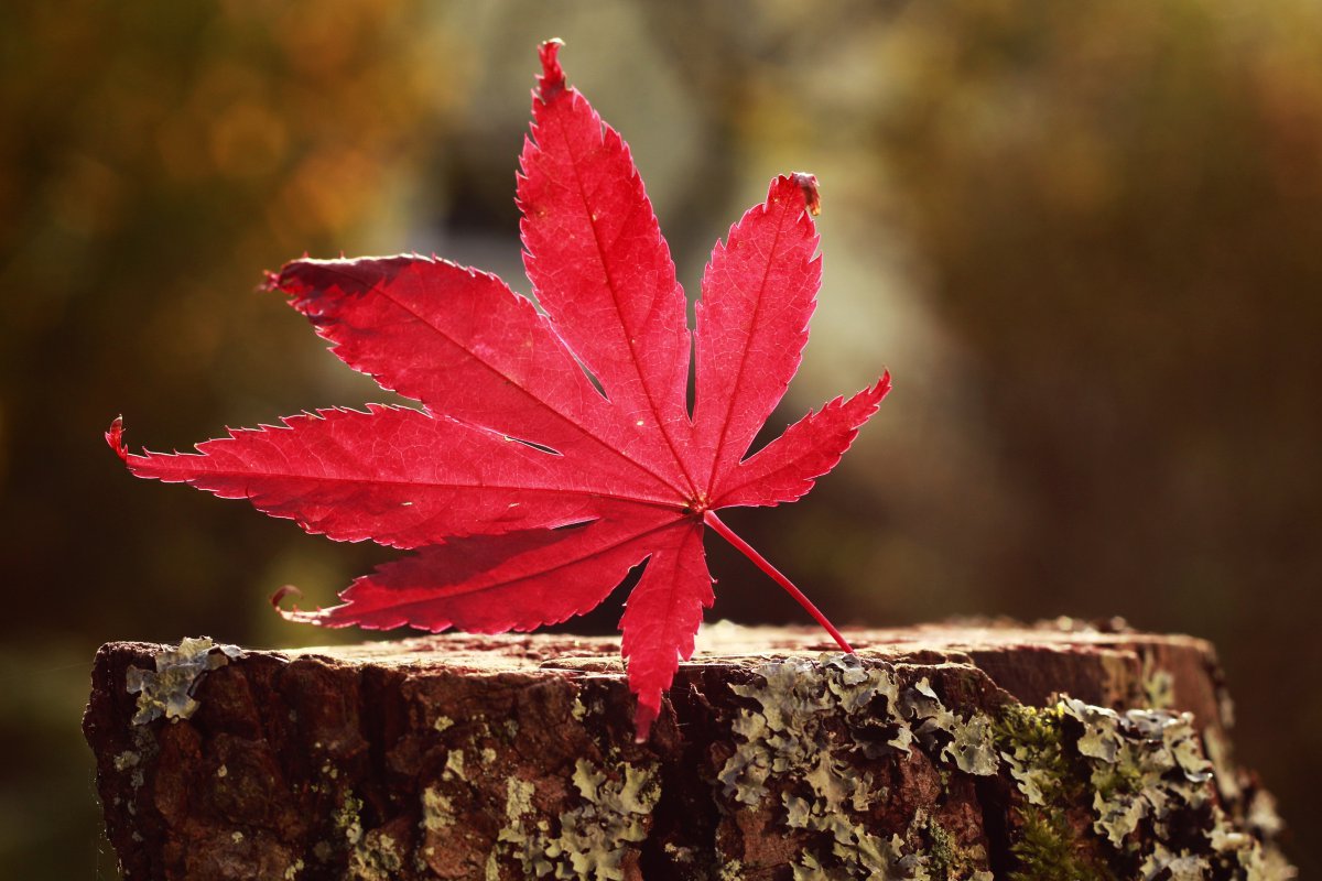 Beautiful red maple leaves pictures in autumn