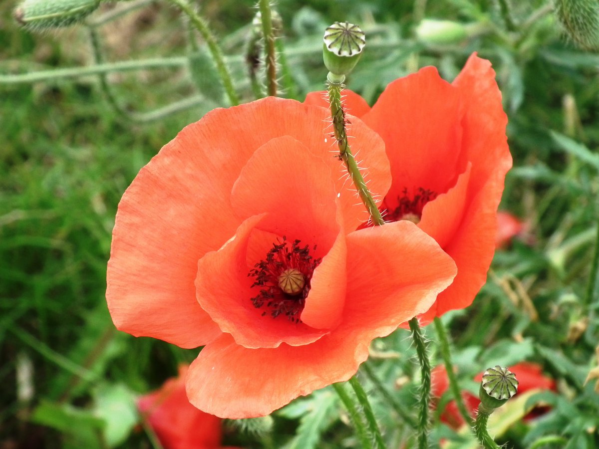 Pictures of charming poppy flowers in various colors