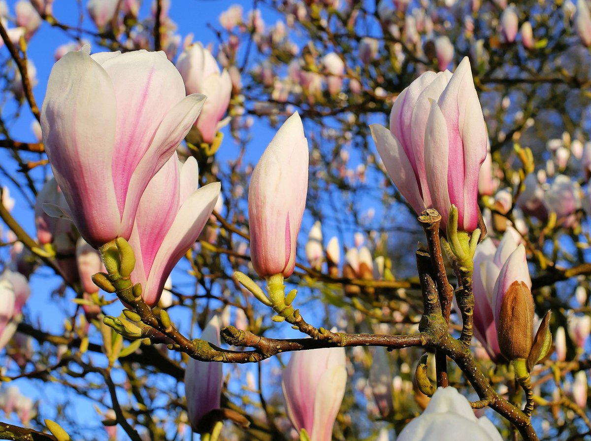 Youthful and clear pink magnolia picture