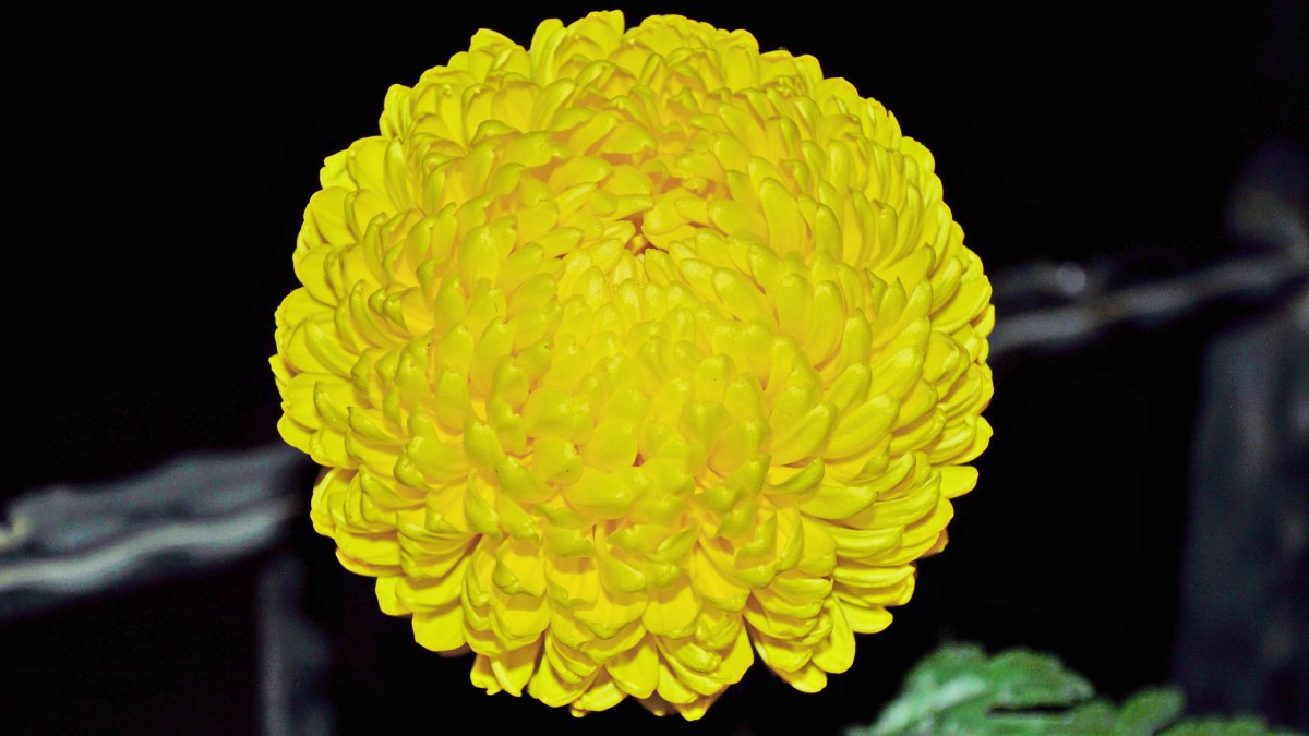 Graceful and beautiful pictures of chrysanthemums