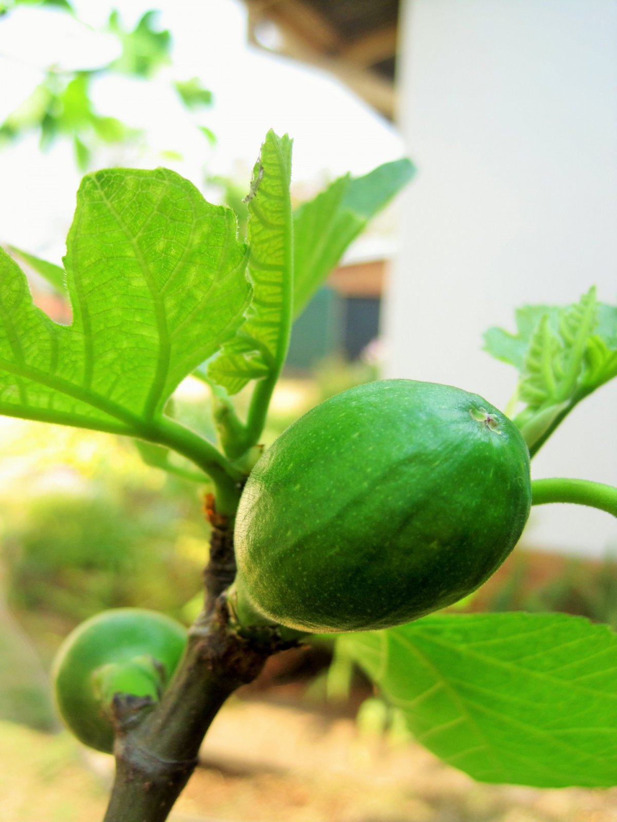 Fig tree HD pictures