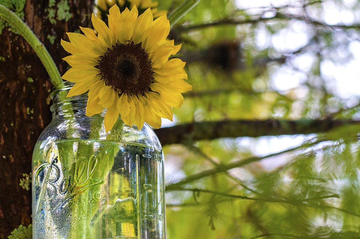 Pictures of golden sunflowers that never stop chasing the sun