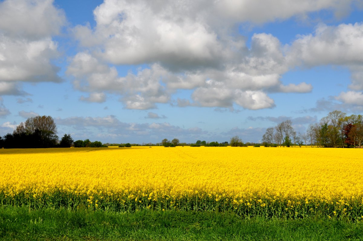 Scenery pictures of green rapeseed fields in spring