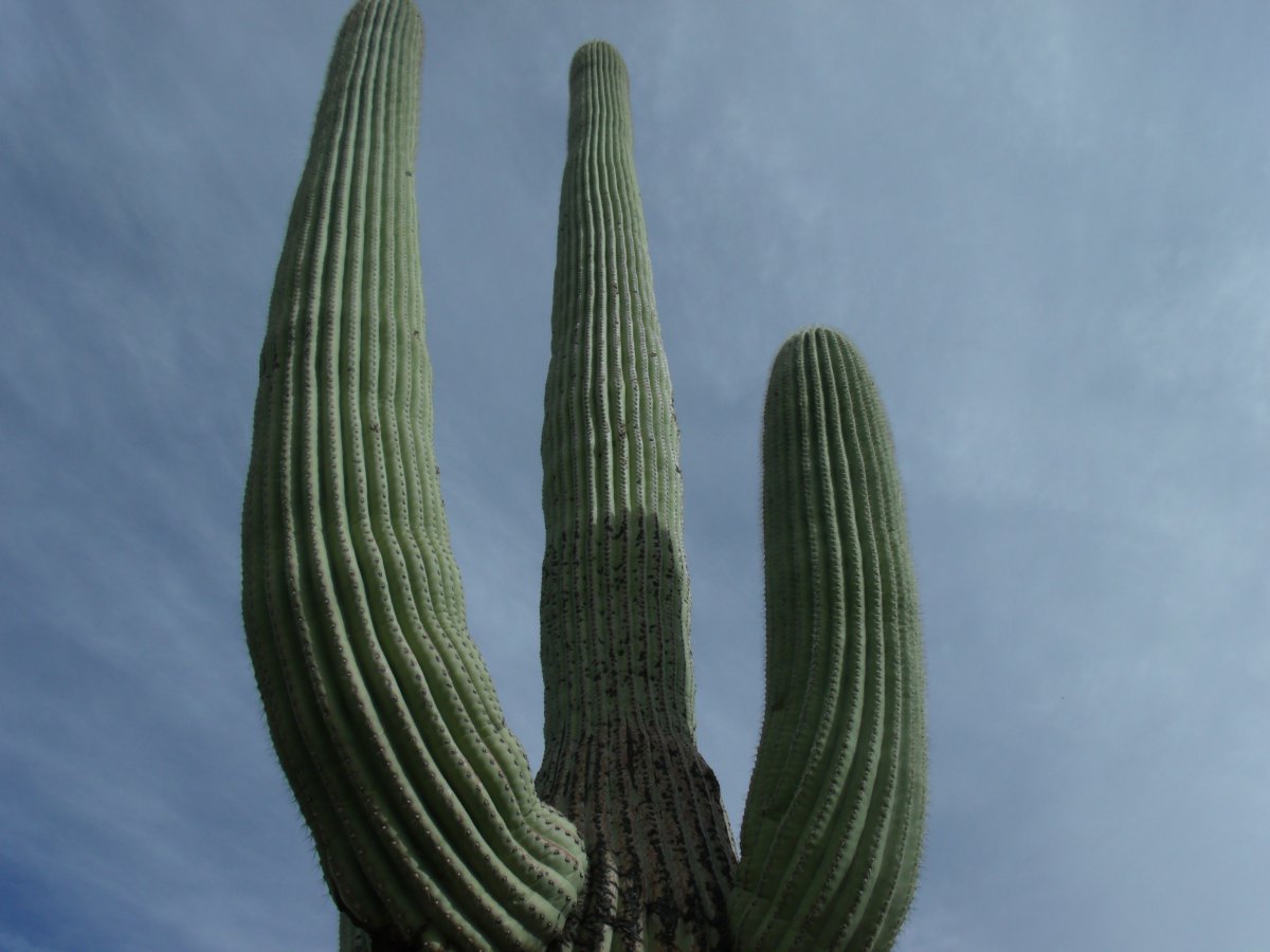 Cute prickly prickly pear cactus pictures