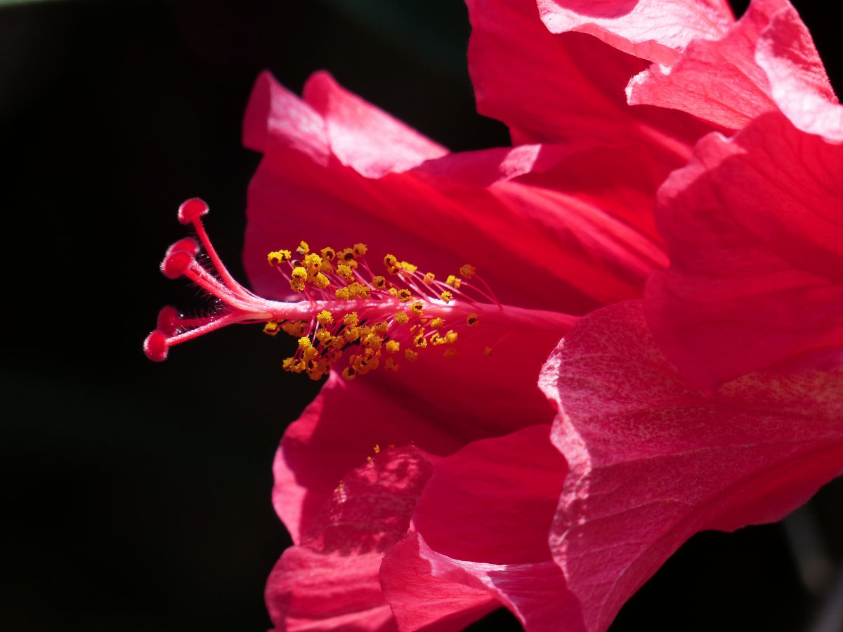 Beautiful pink hibiscus flower pictures