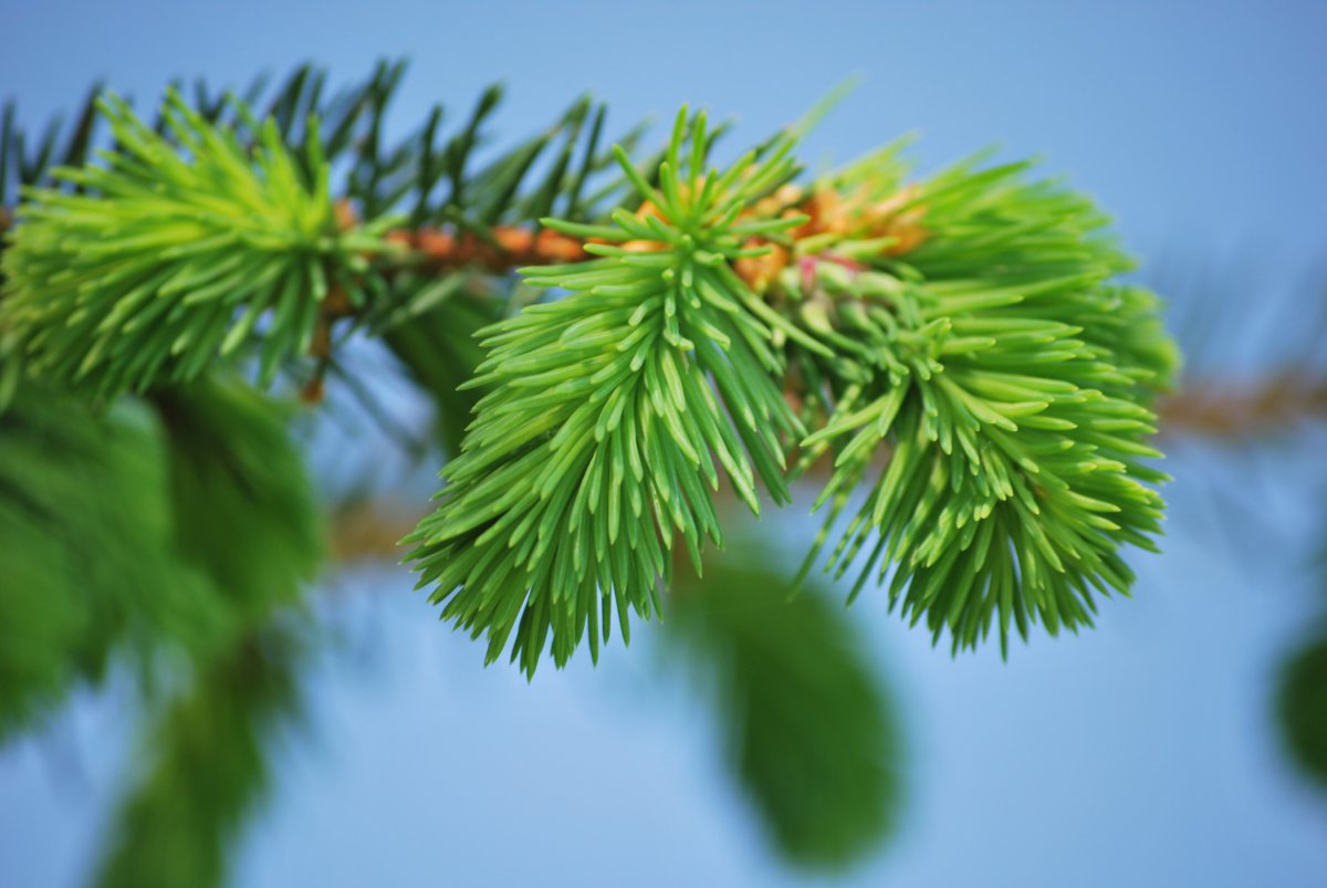 Close-up picture of coniferous pine needles