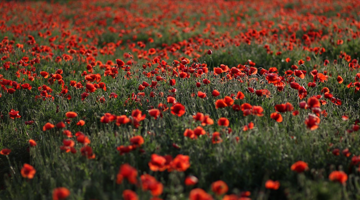 Pictures of bright red poppy fields
