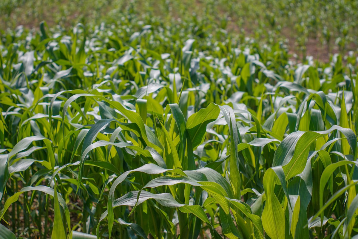 Green cornfield pictures