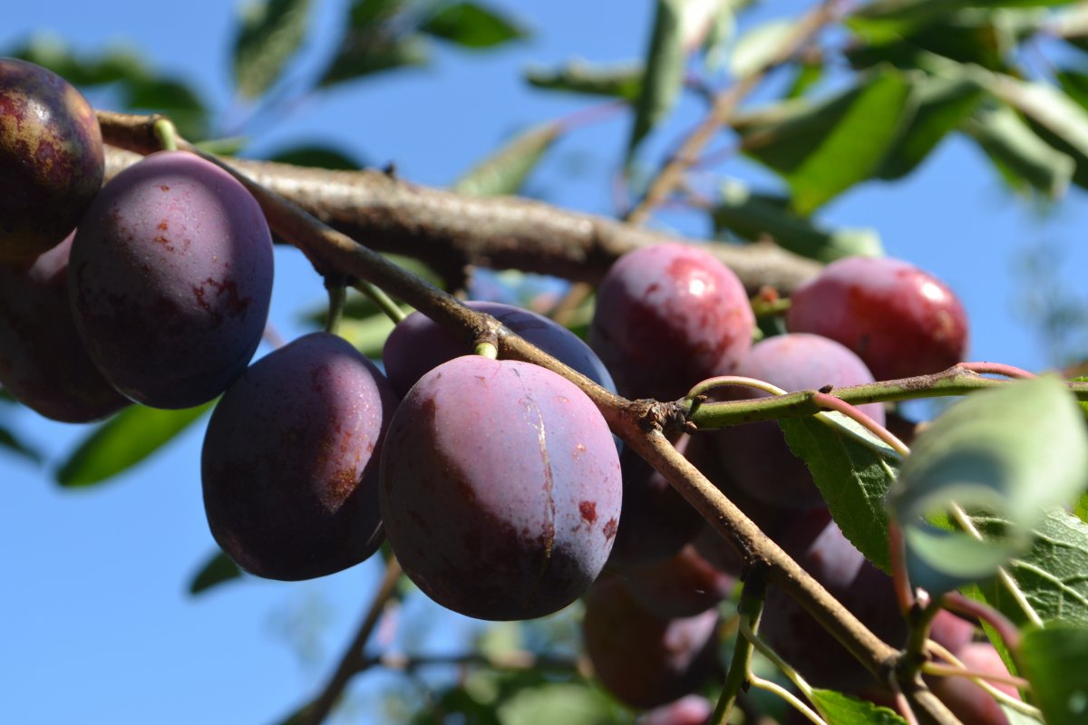 Pictures of plums hanging on branches