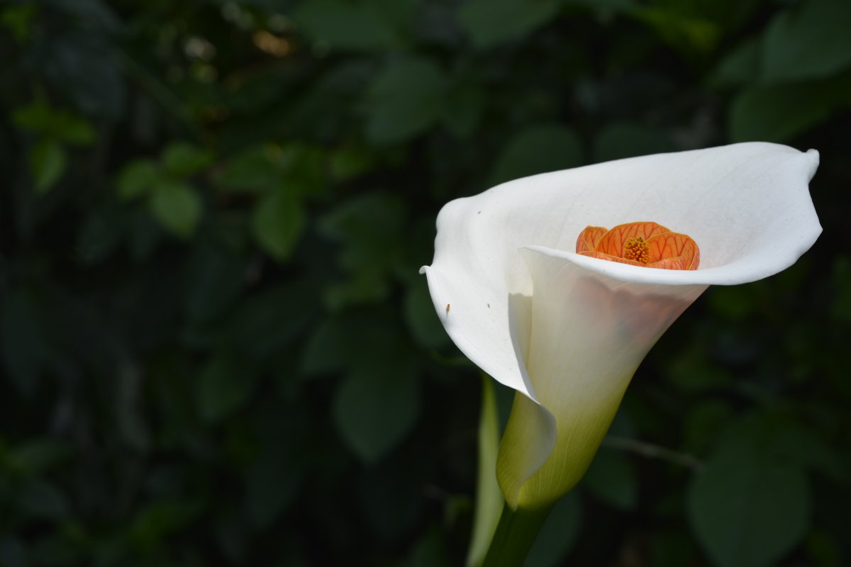 Large picture of white calla lily