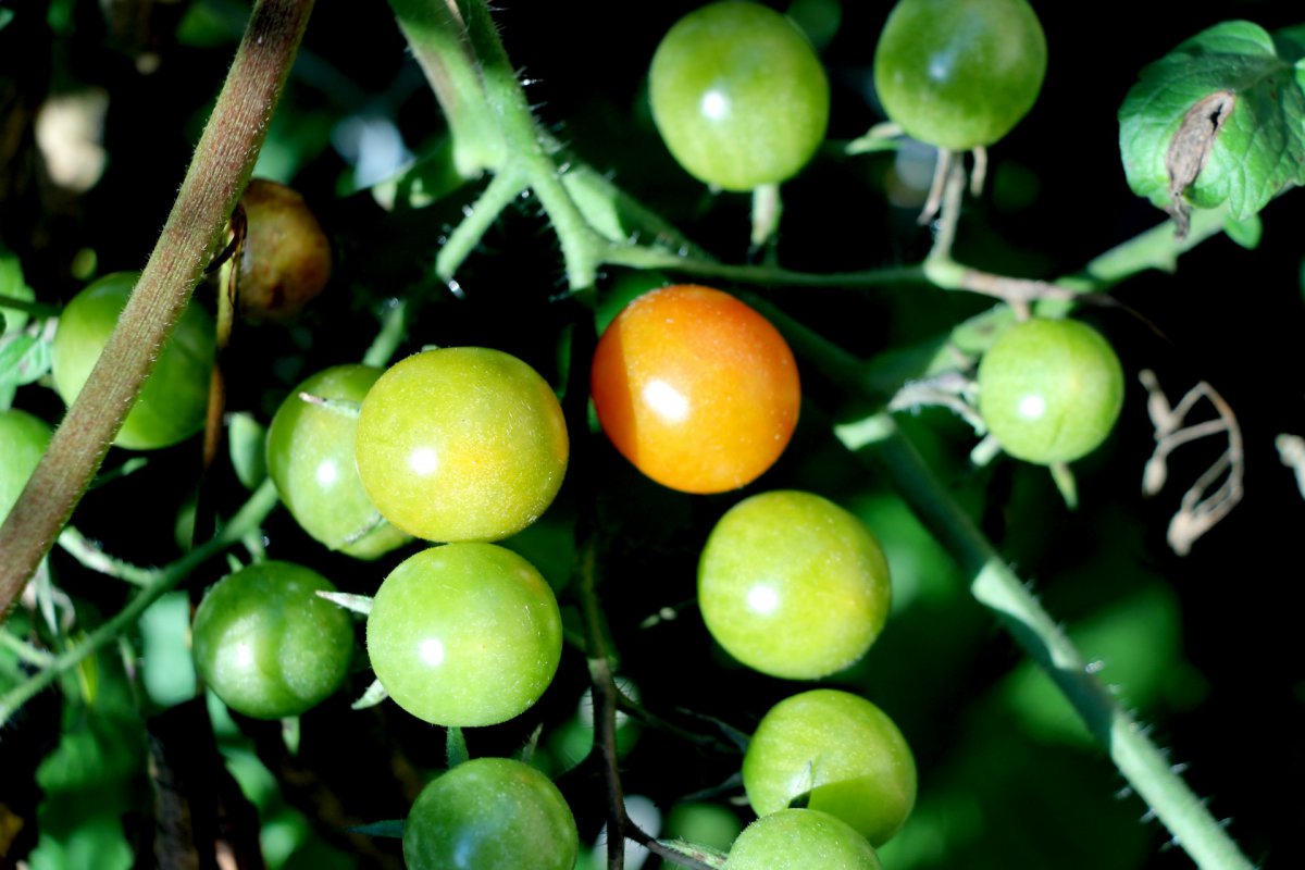 Large picture of unfinished tomatoes