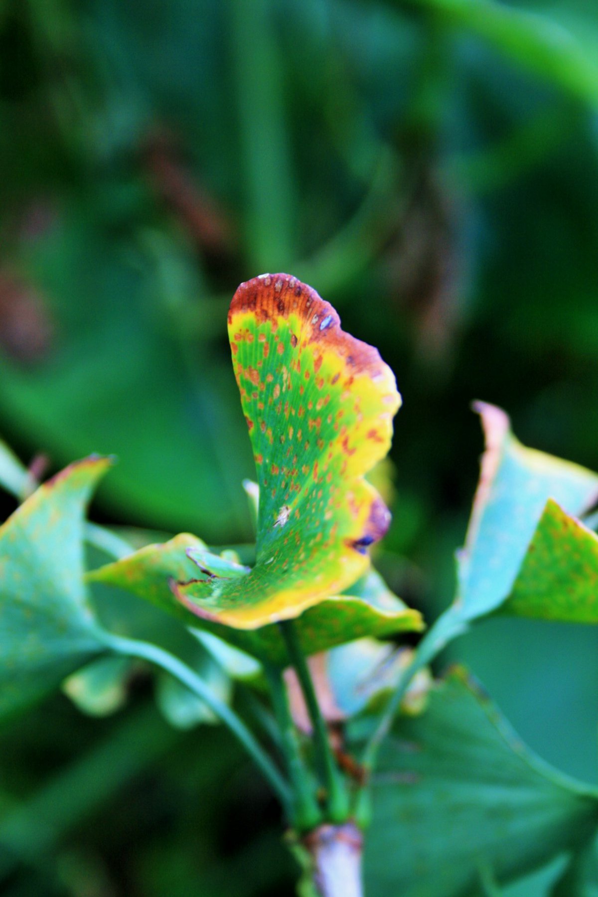 Ginkgo leaves HD pictures