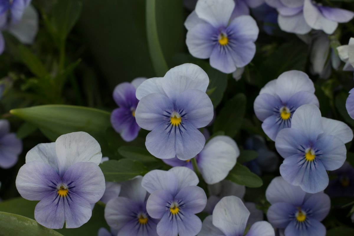 Pictures of blooming viola flowers