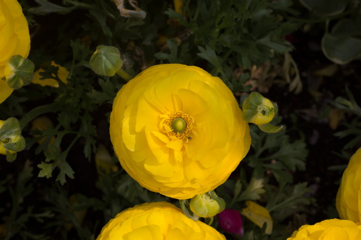 Yellow buttercup pictures