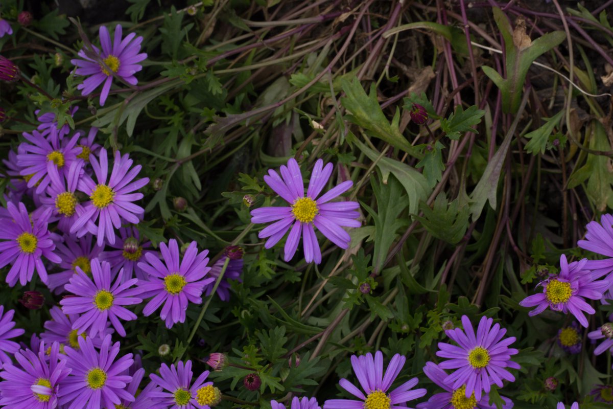 Purple aster flower pictures