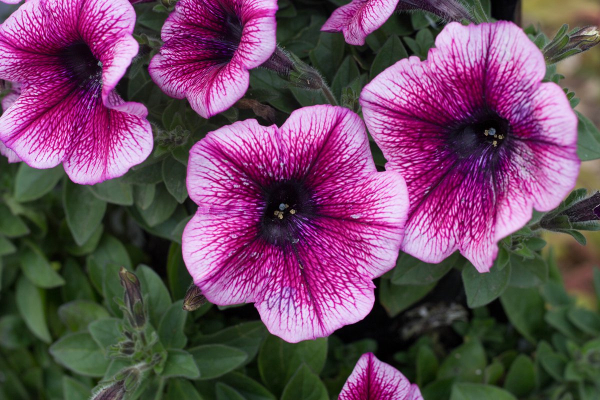 Petunia flower HD pictures