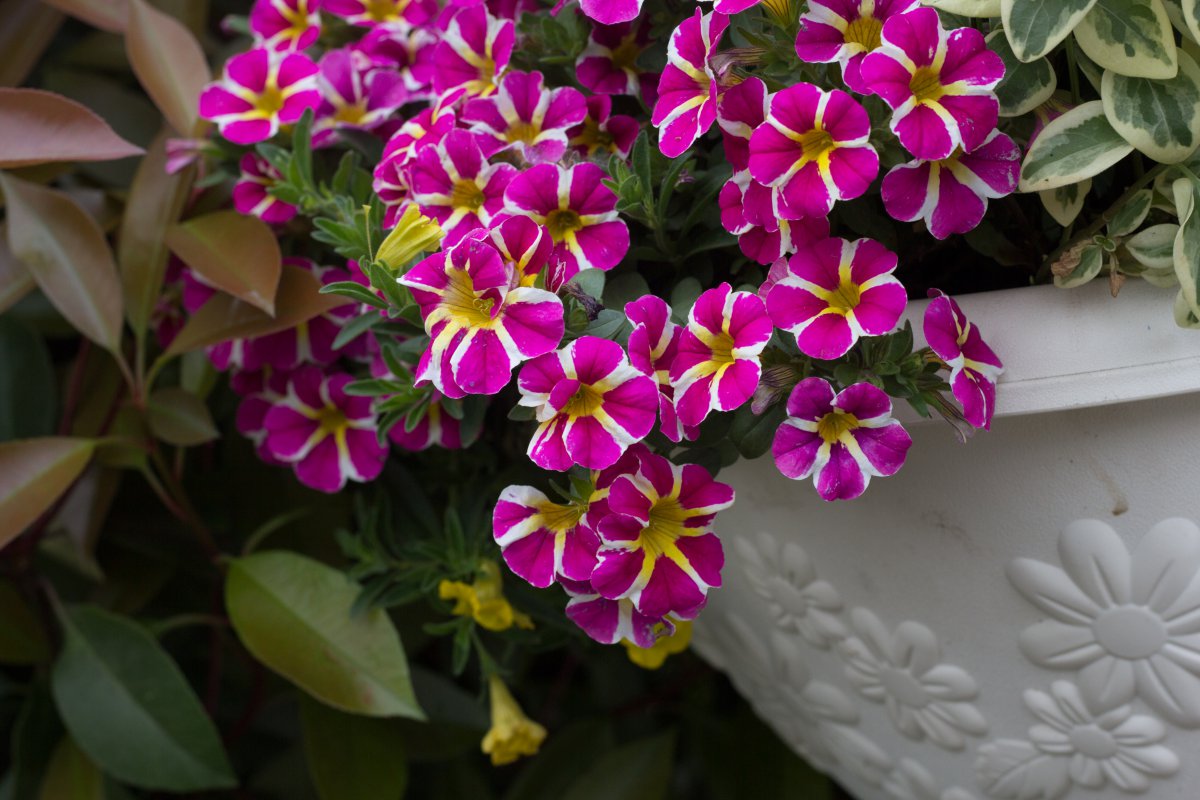 Petunia HD pictures