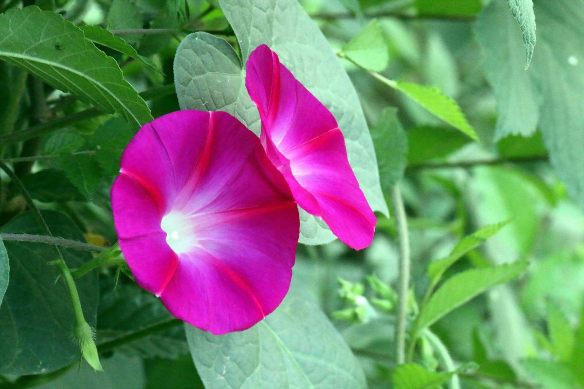 Multicolor morning glory HD pictures