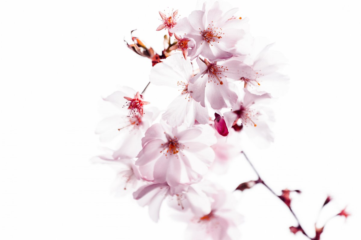 Pale pink cherry blossom pictures