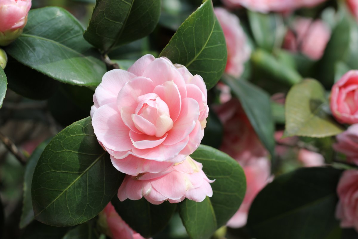 Pink camellia pictures