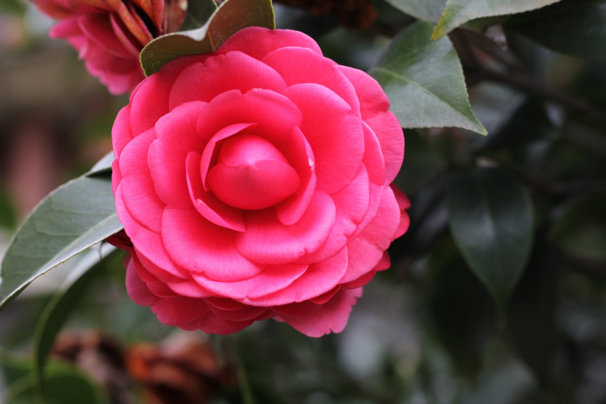 red camellia pictures
