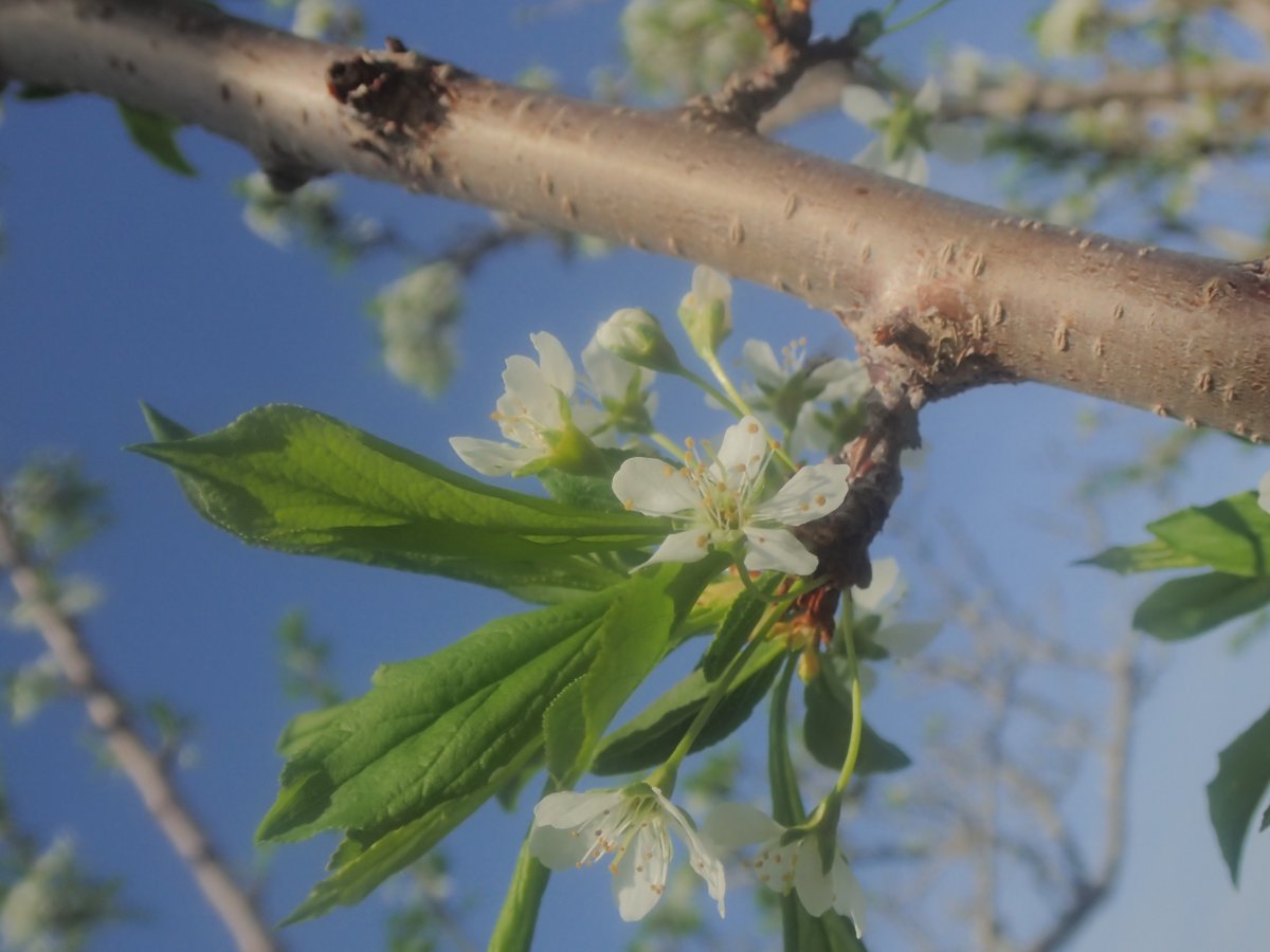 White plum flower pictures