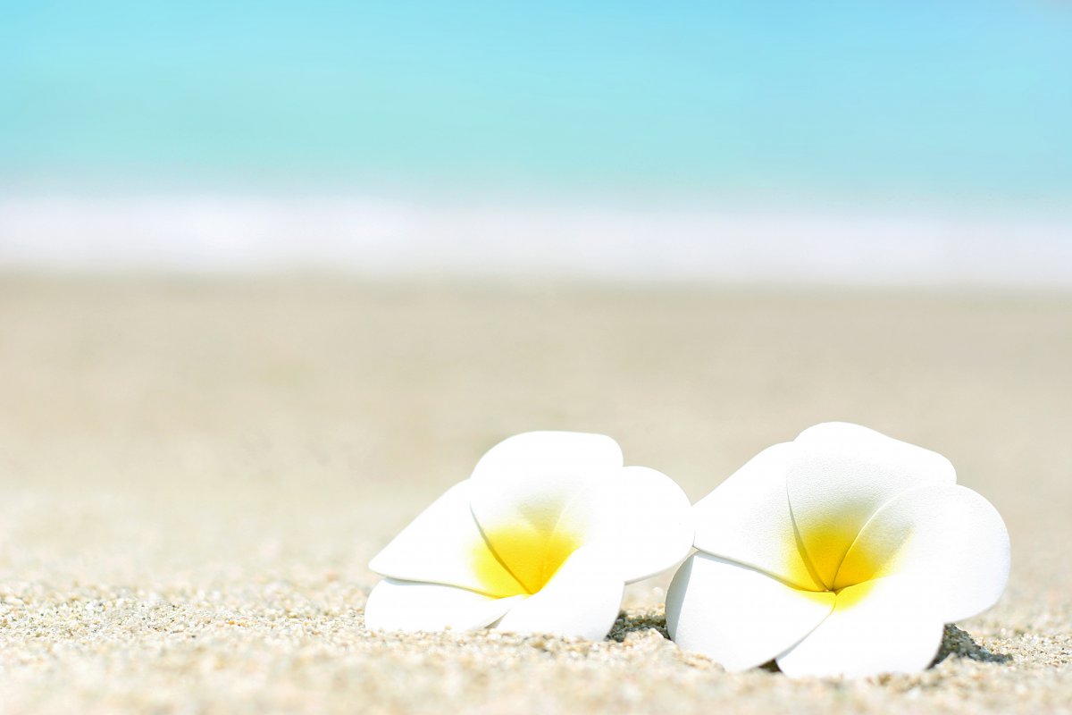 Beautiful plumeria pictures