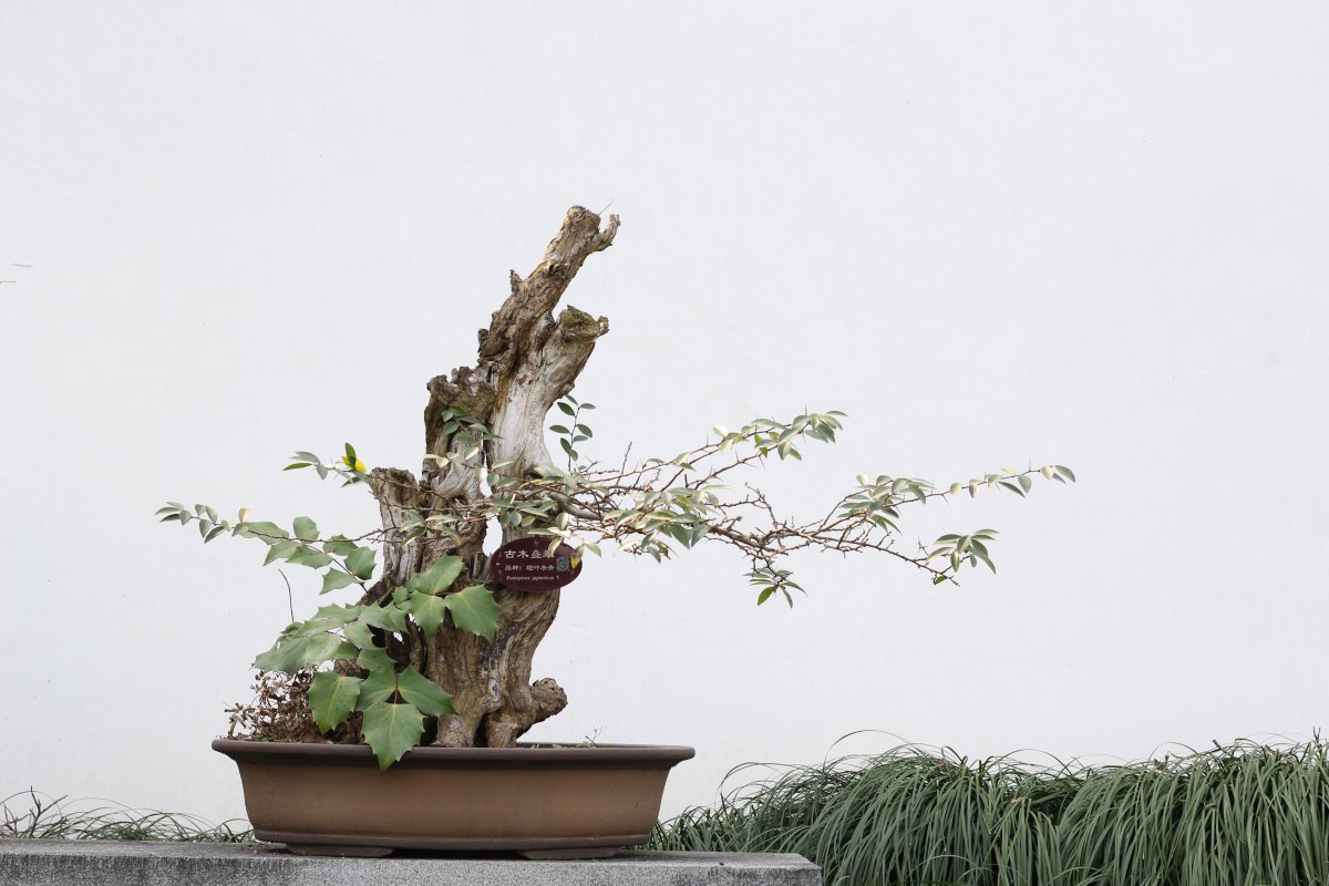 Ornamental bonsai pictures