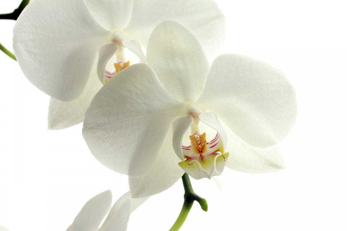 Elegant Phalaenopsis HD Pictures