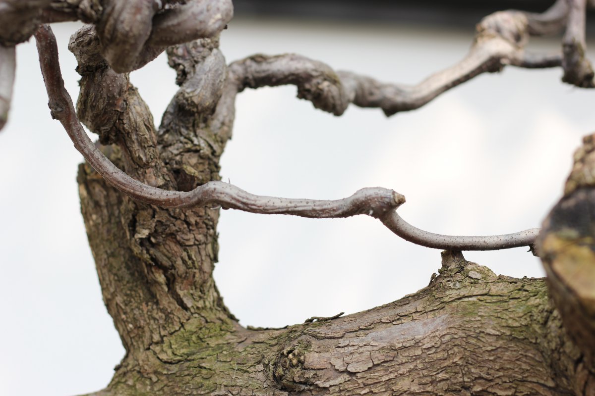 Pictures of dead vine bonsai