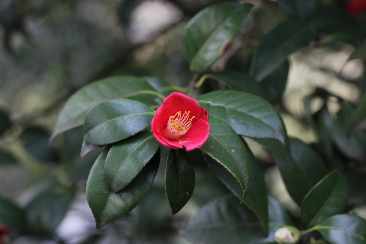 HD pictures of Tiehaitang flower