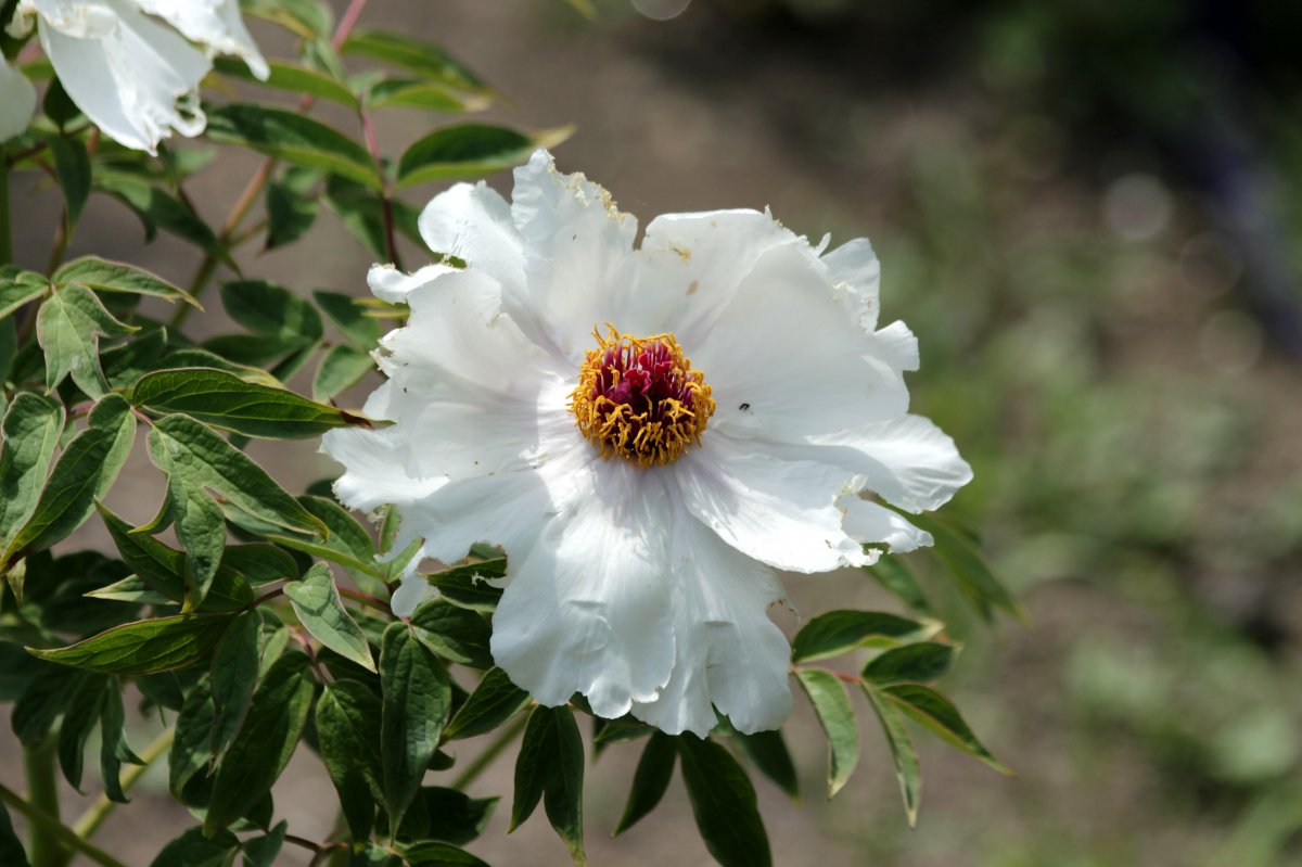 White peony flower pictures