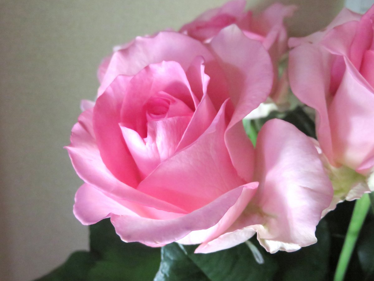 Beautiful pink rose pictures