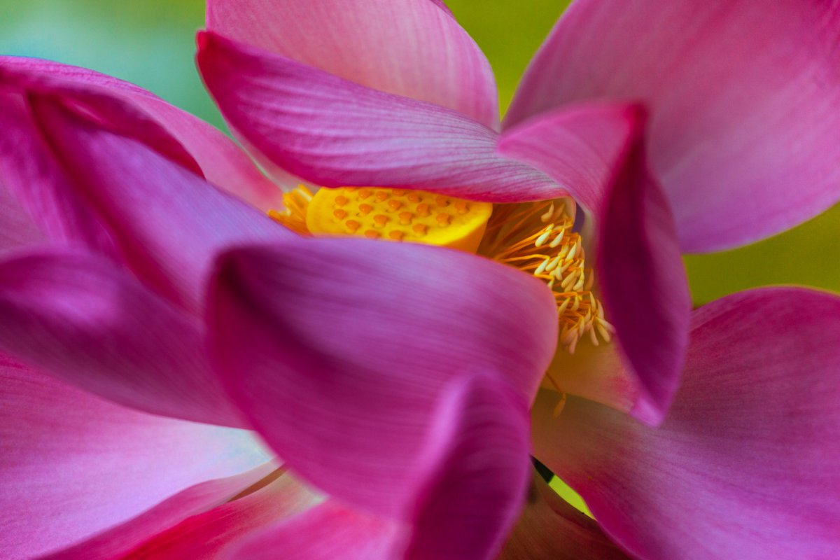 Pink and charming lotus pictures
