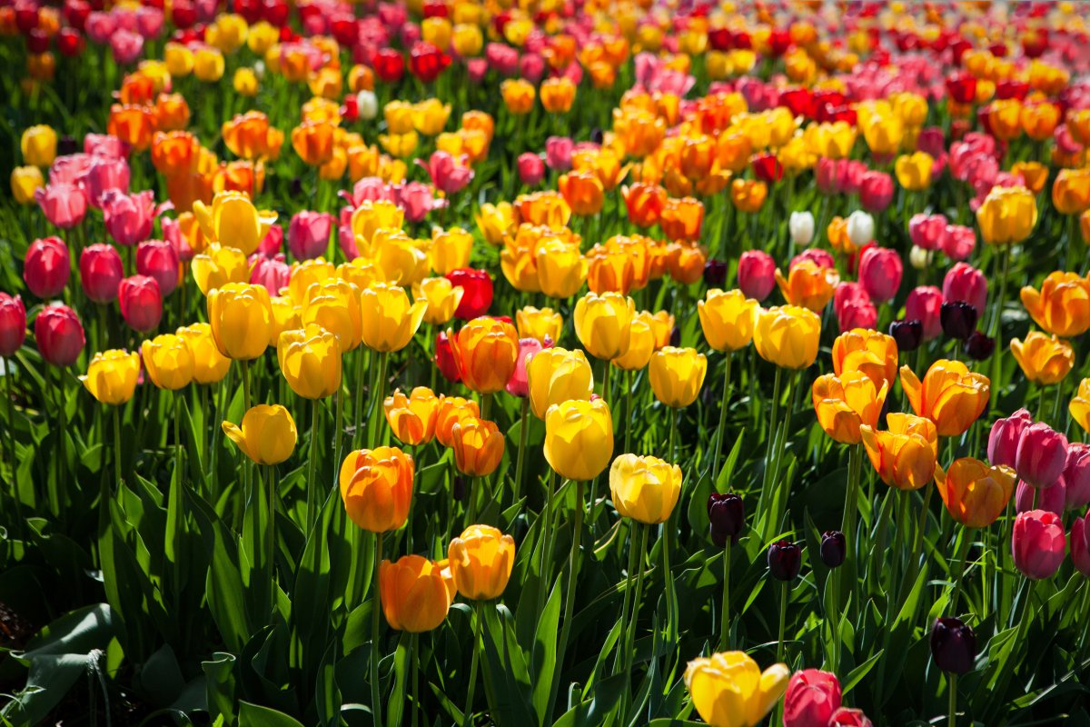 Picture of a colorful tulip field