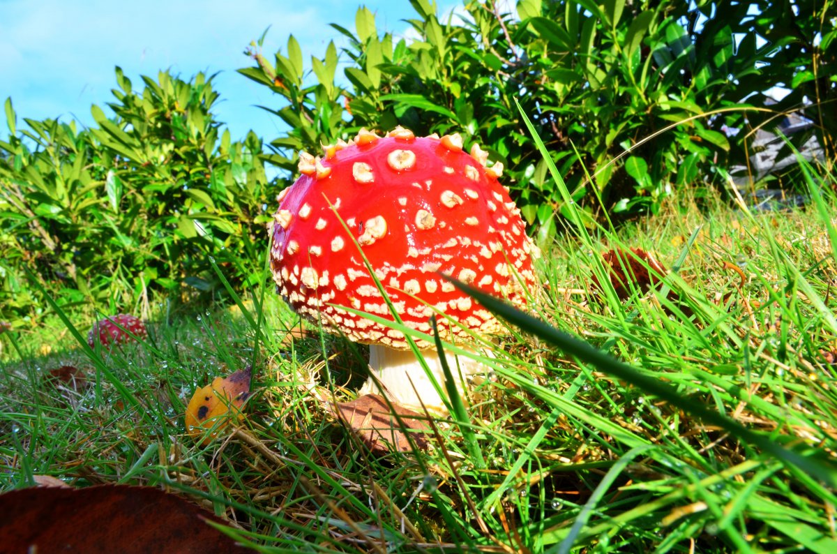 Red Amanita muscaria poisonous mushroom picture