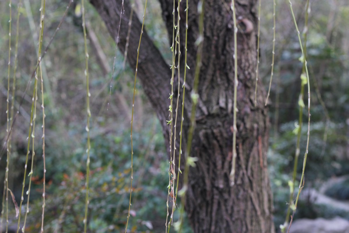 Sprouting weeping willow pictures