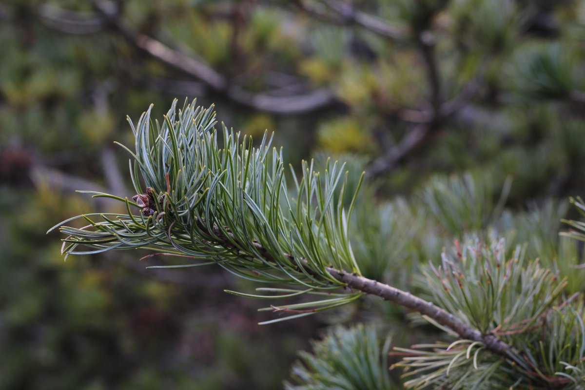 Green pine needles pictures