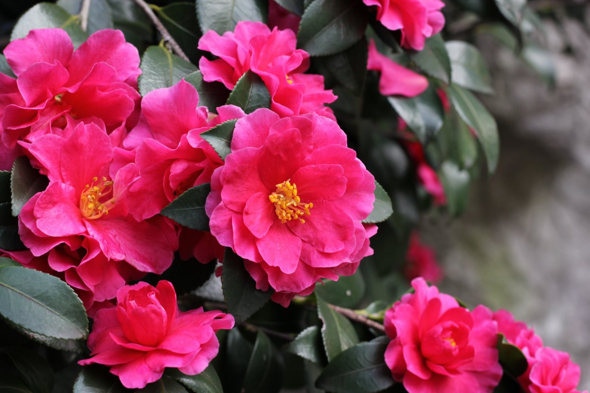Pictures of bright red camellias