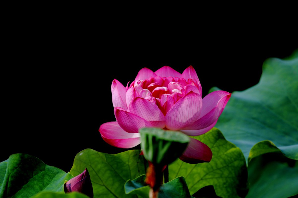 HD pictures of pink lotus flowers