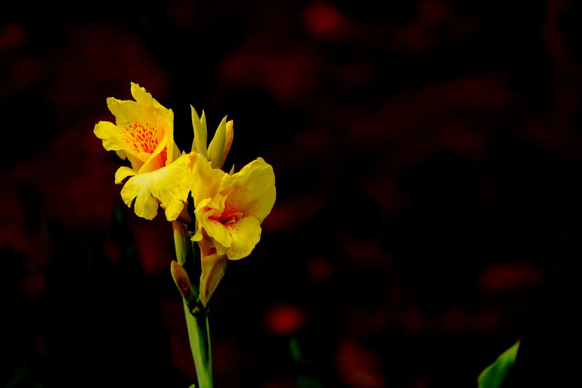 Canna HD pictures