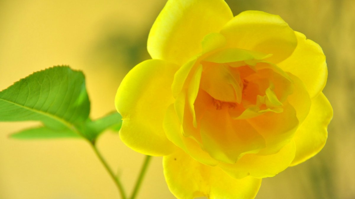 Yellow rose HD pictures