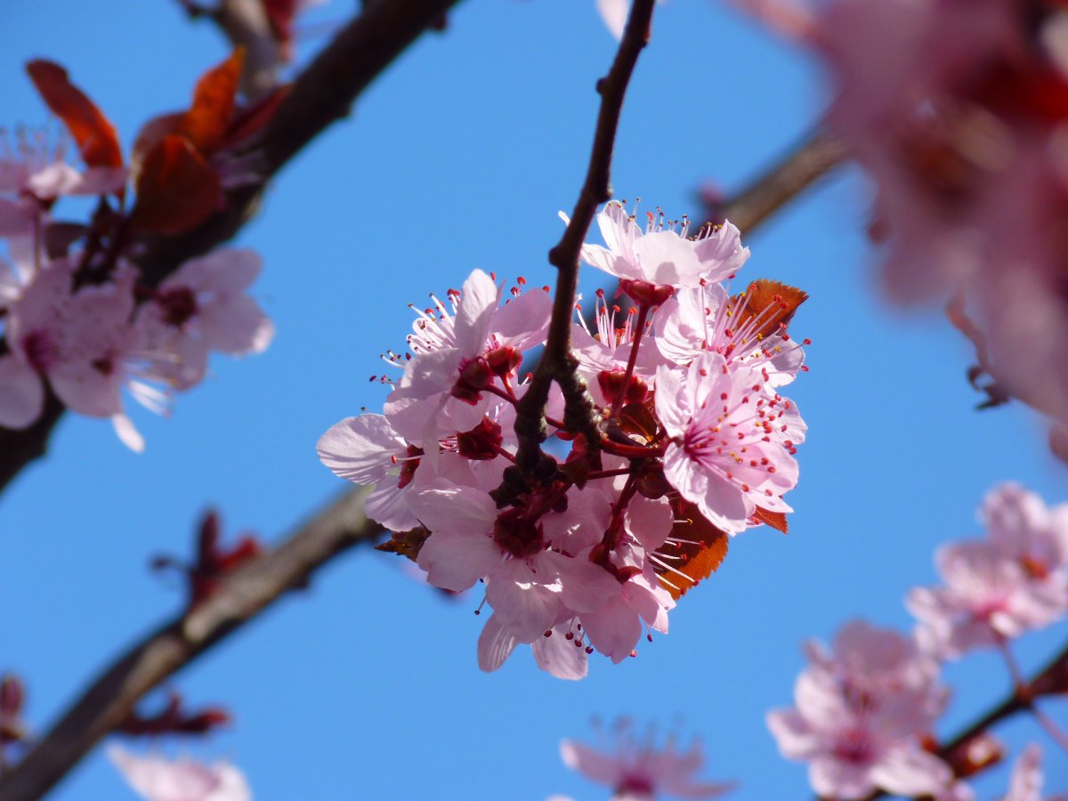 Japanese cherry blossom pictures