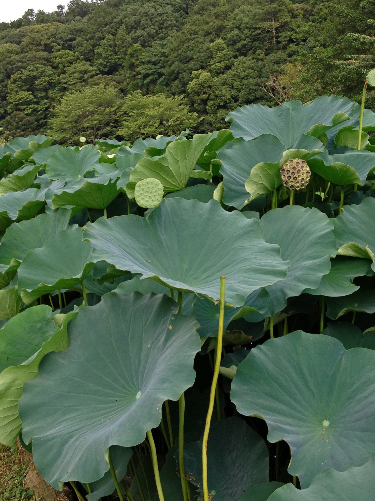 Green lotus leaves HD pictures
