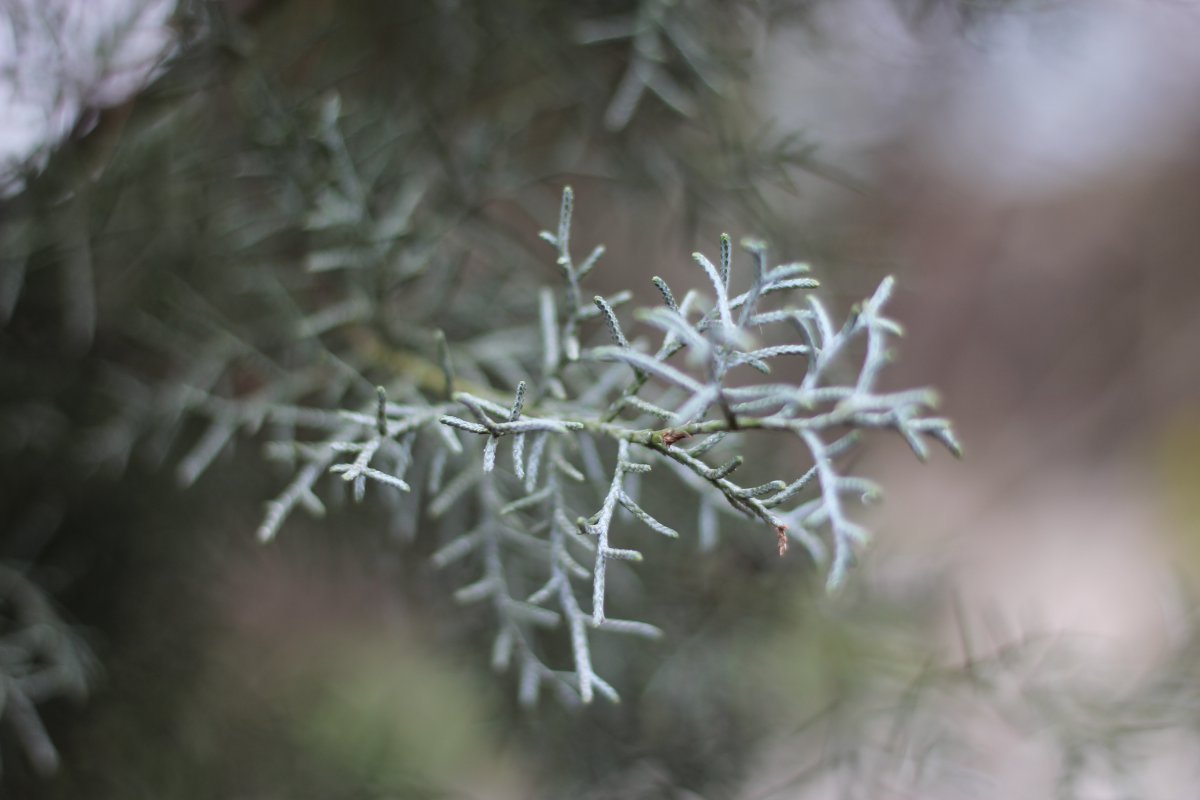 Pictures of whitish pine leaves