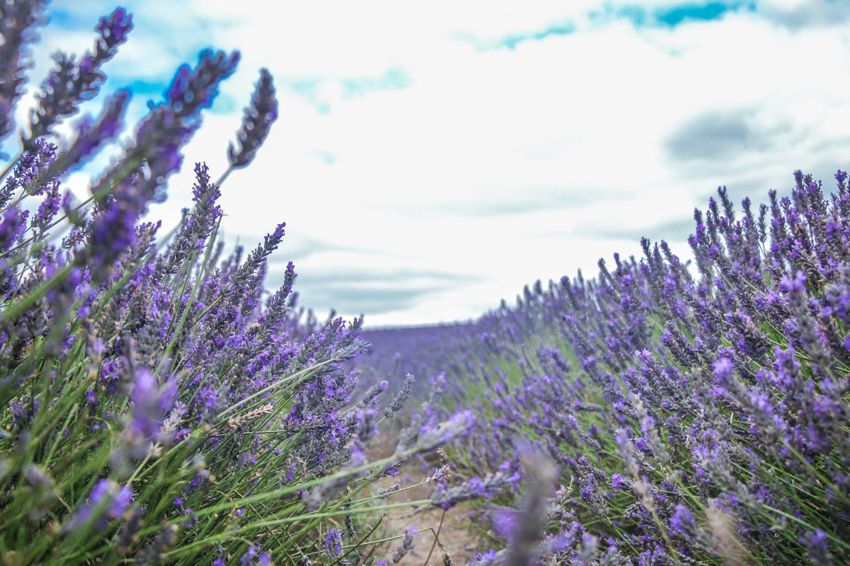 Fresh and elegant lavender pictures